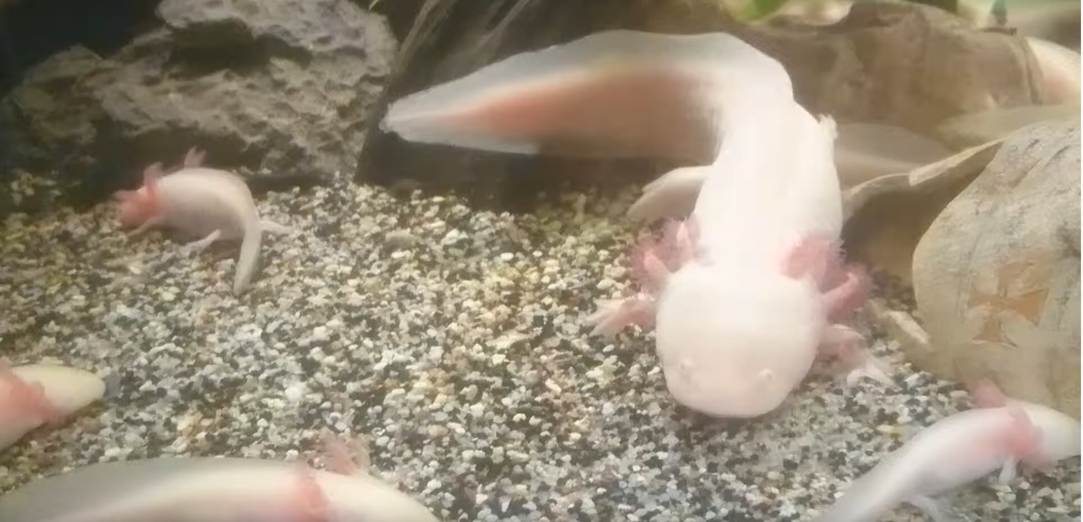 Axolotl