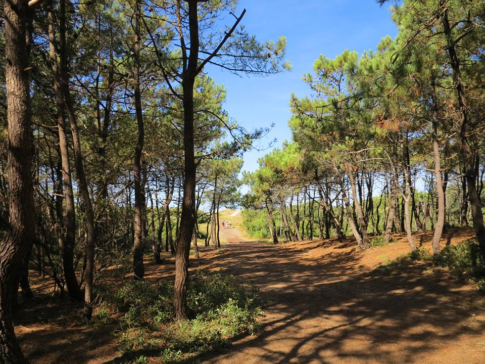 Le-gite-de-la-Joubretiere-Vendee-foret-2