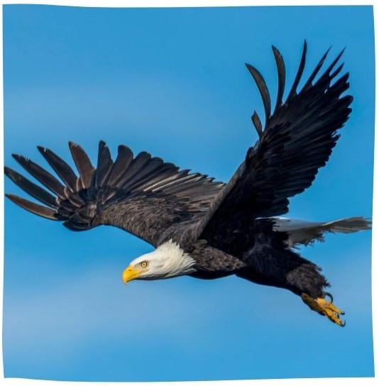 Aigle-2