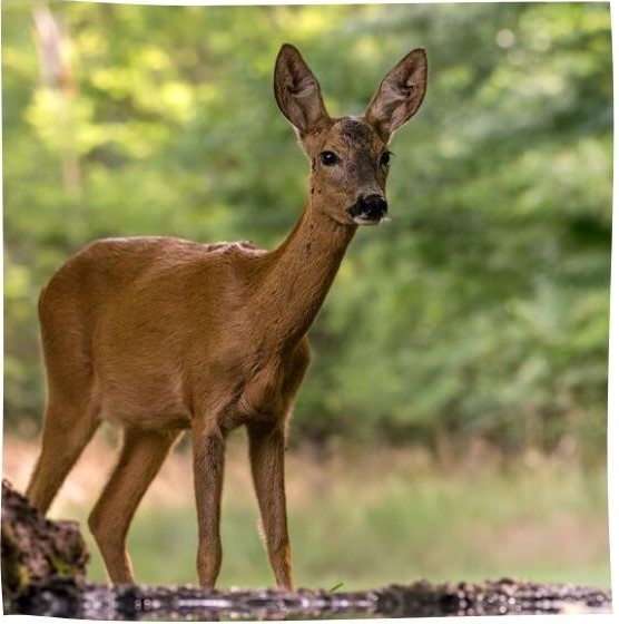 Biche-2
