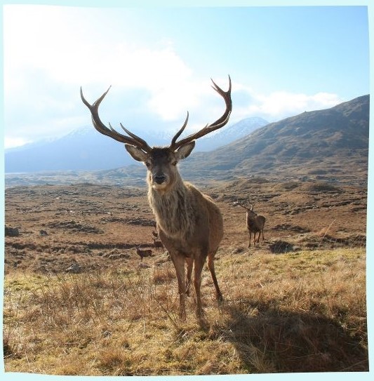 Cerf-2