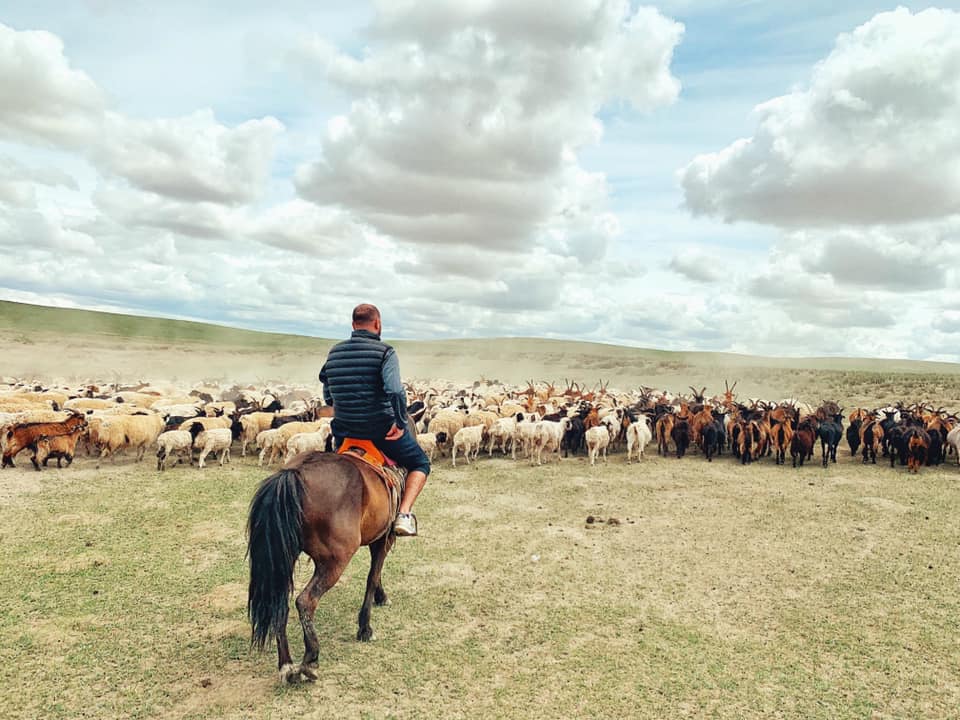 Mongolie-Horse