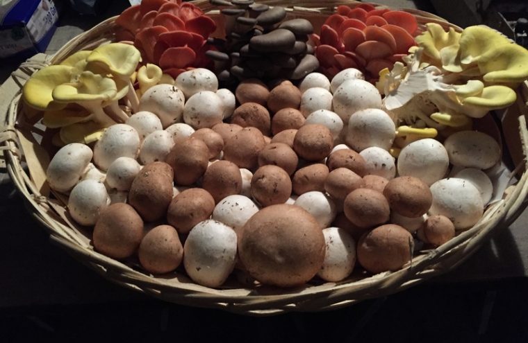 Presentation-champignons-760x495