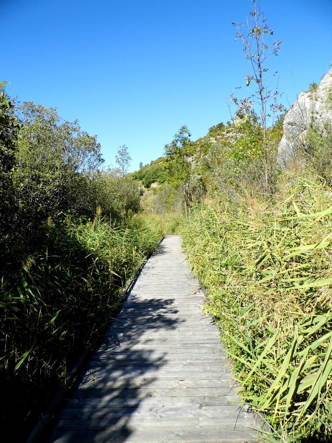 Chemin-bois