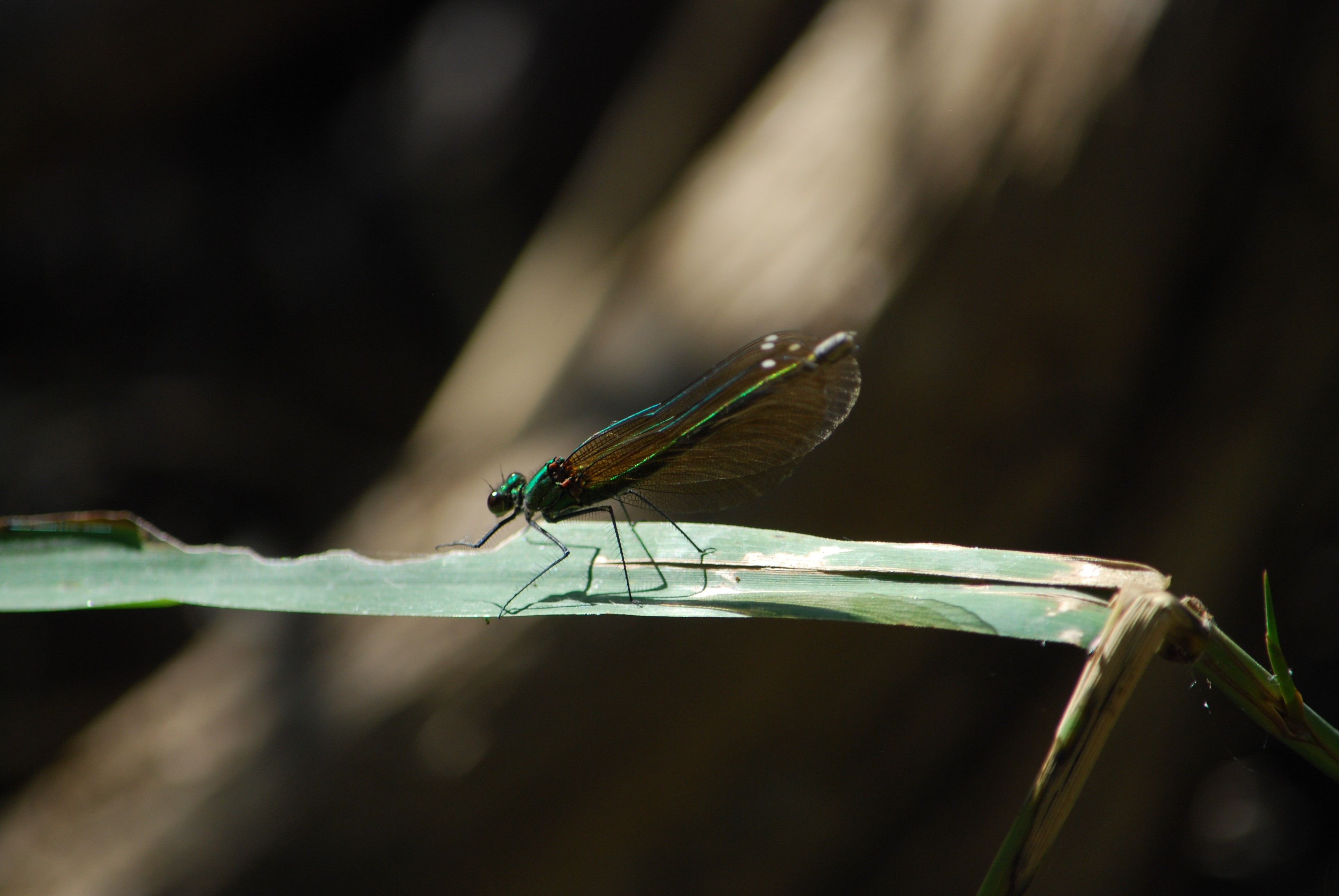 Insectes