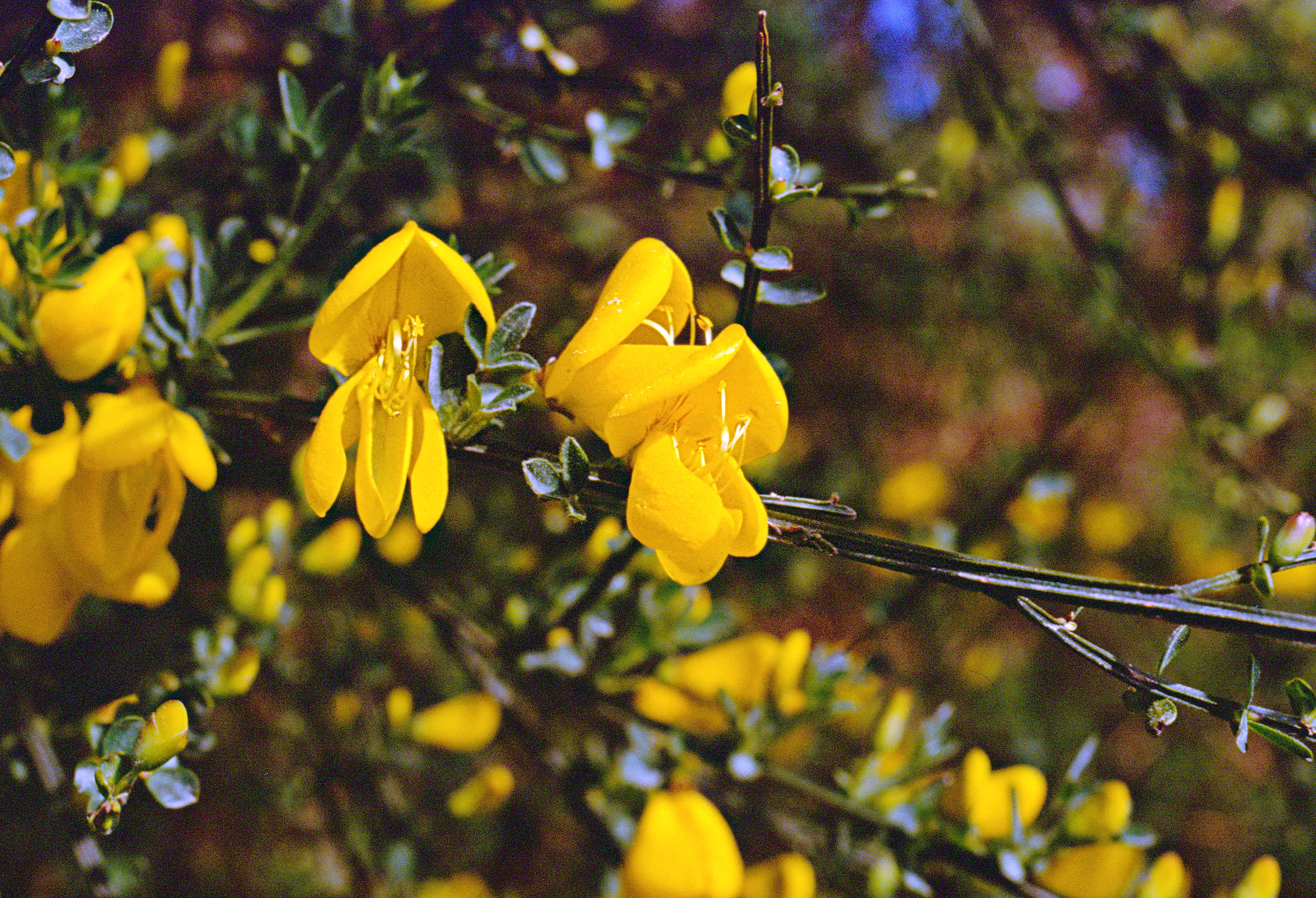 Fleur-de-genet-web