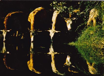 Vaches et reflet