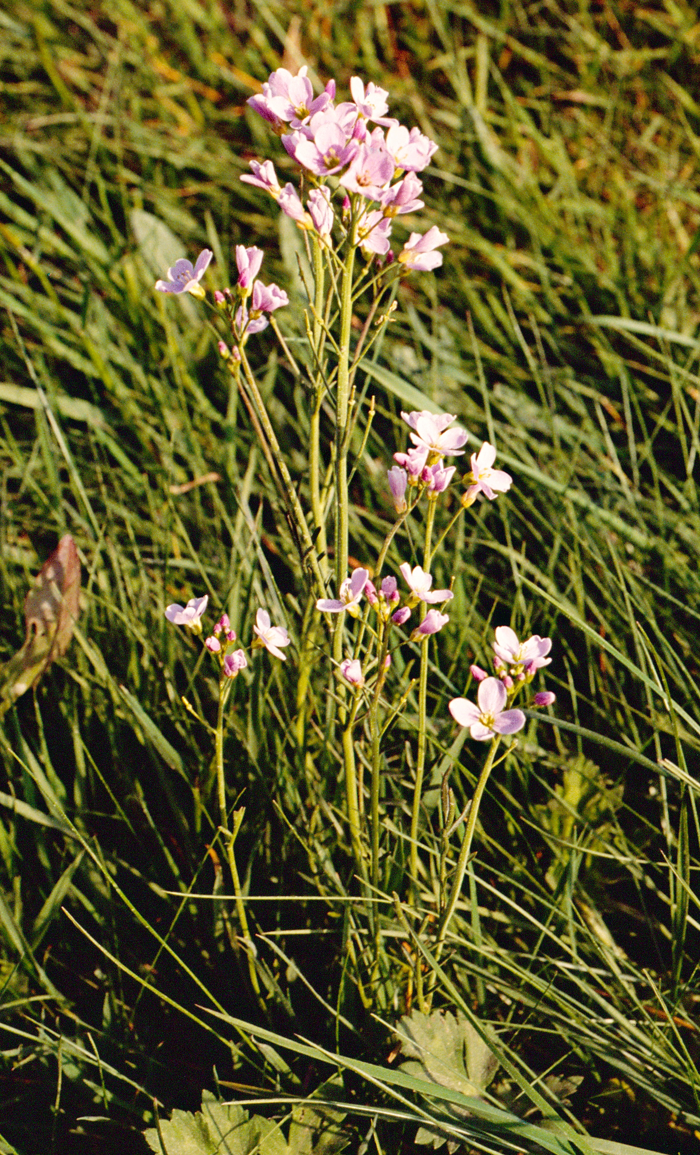 Cardamine-des-pres-plante-web