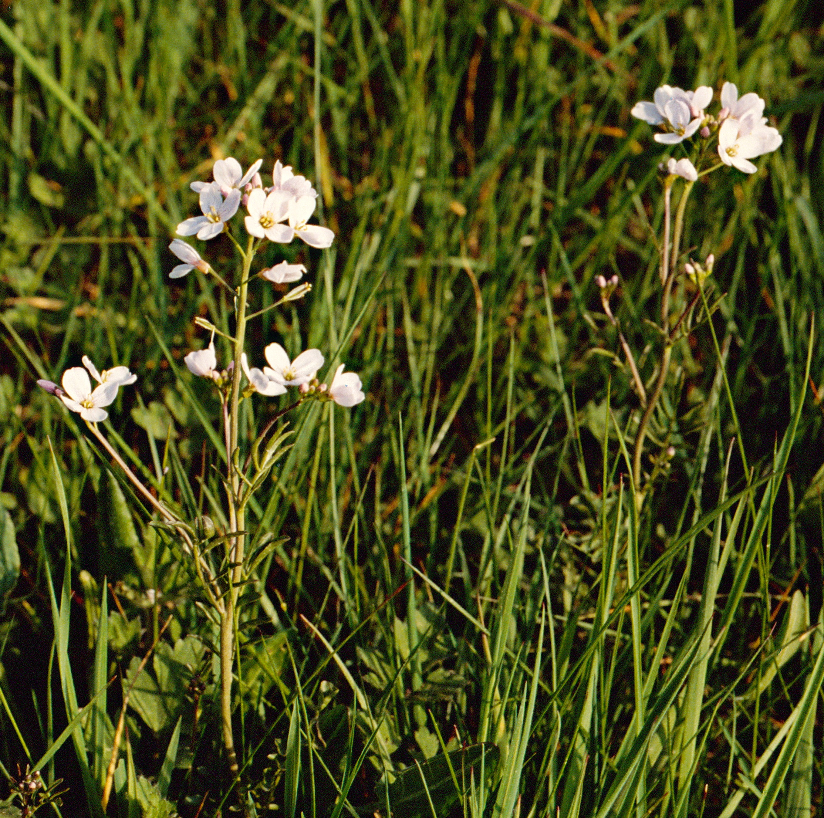 Cardamine-des-pres-blanche-Web