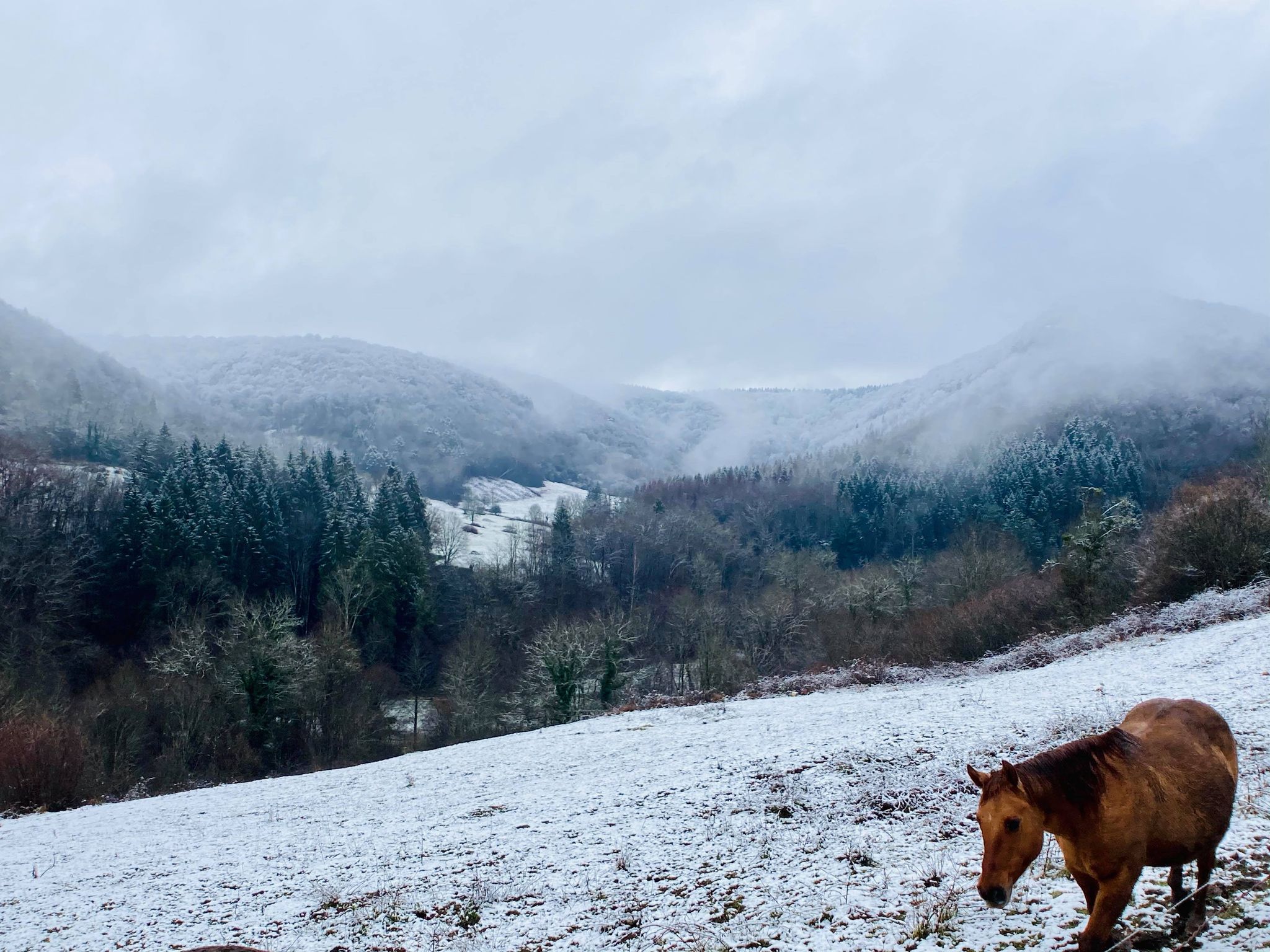 BALDROCK RANCH / Quarter Horse / Paint Horse / fondation ranch / élevage / Franche-Comté / France