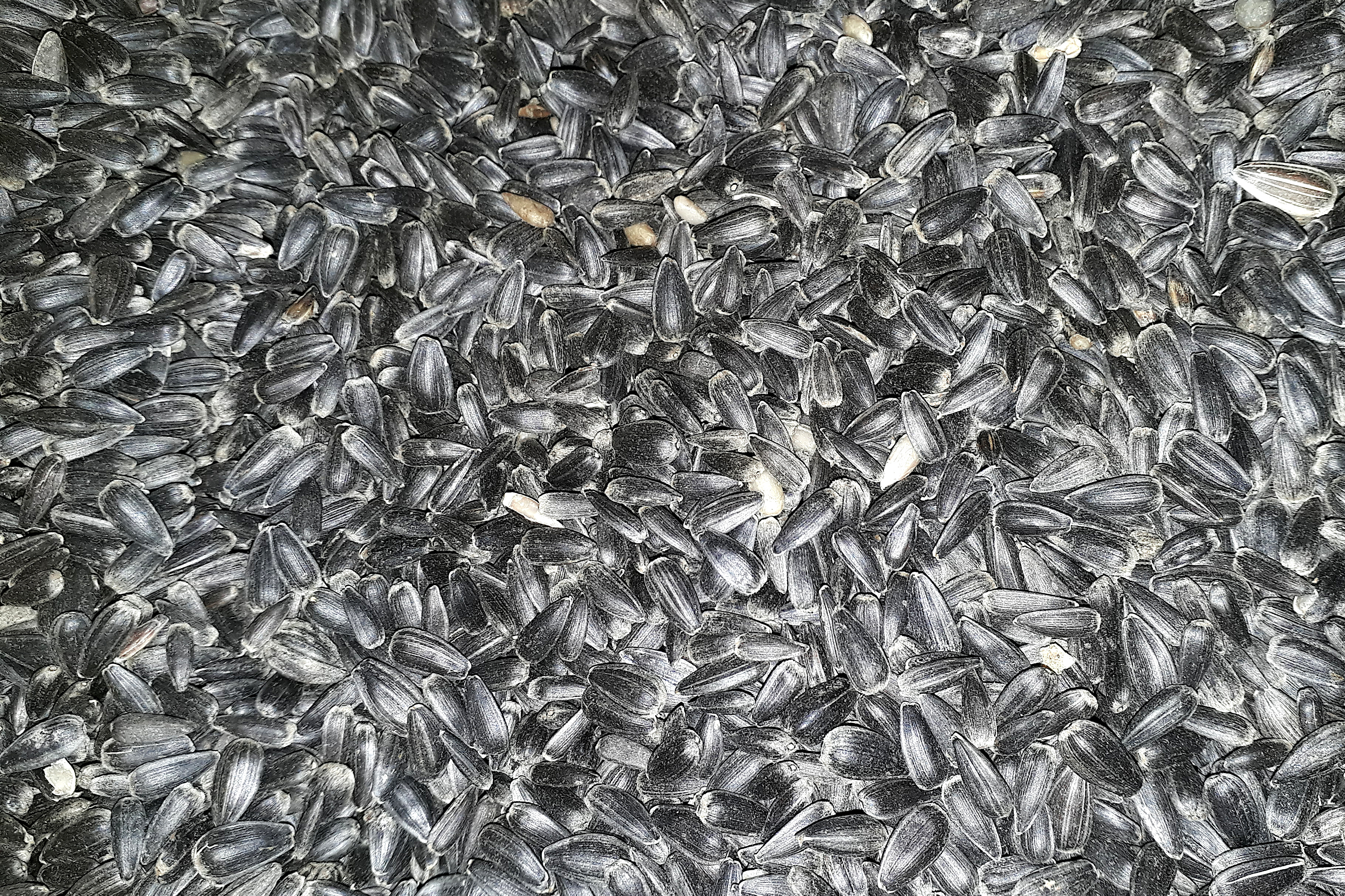 Tournesol10