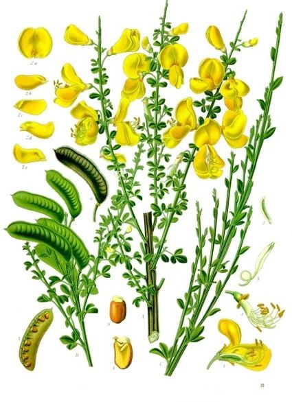 Cytisus scoparius - Kohler-s Medizinal-Pflanzen-200