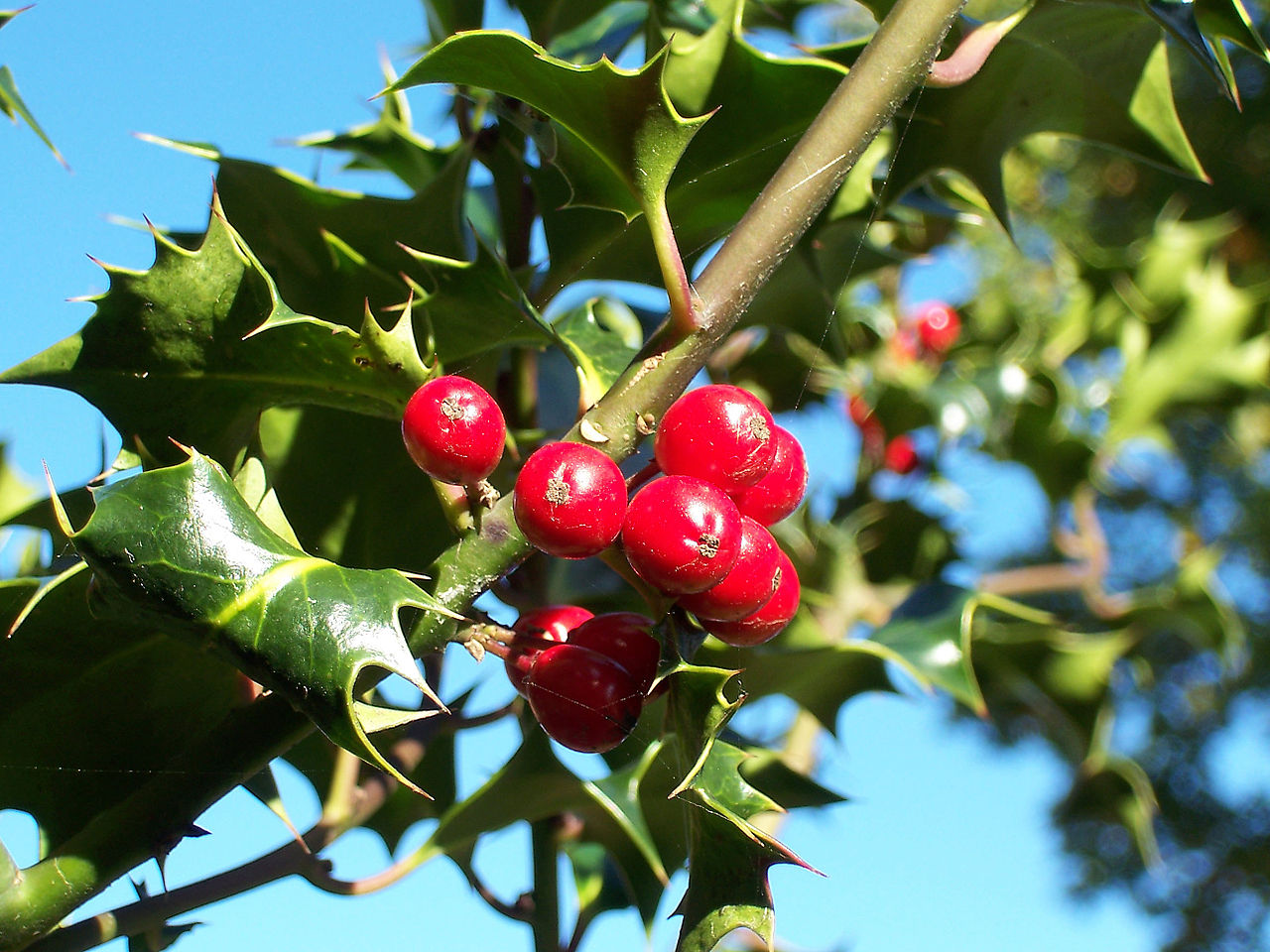 Ilex-aquifolium -Europaeische Stechpalme-1-