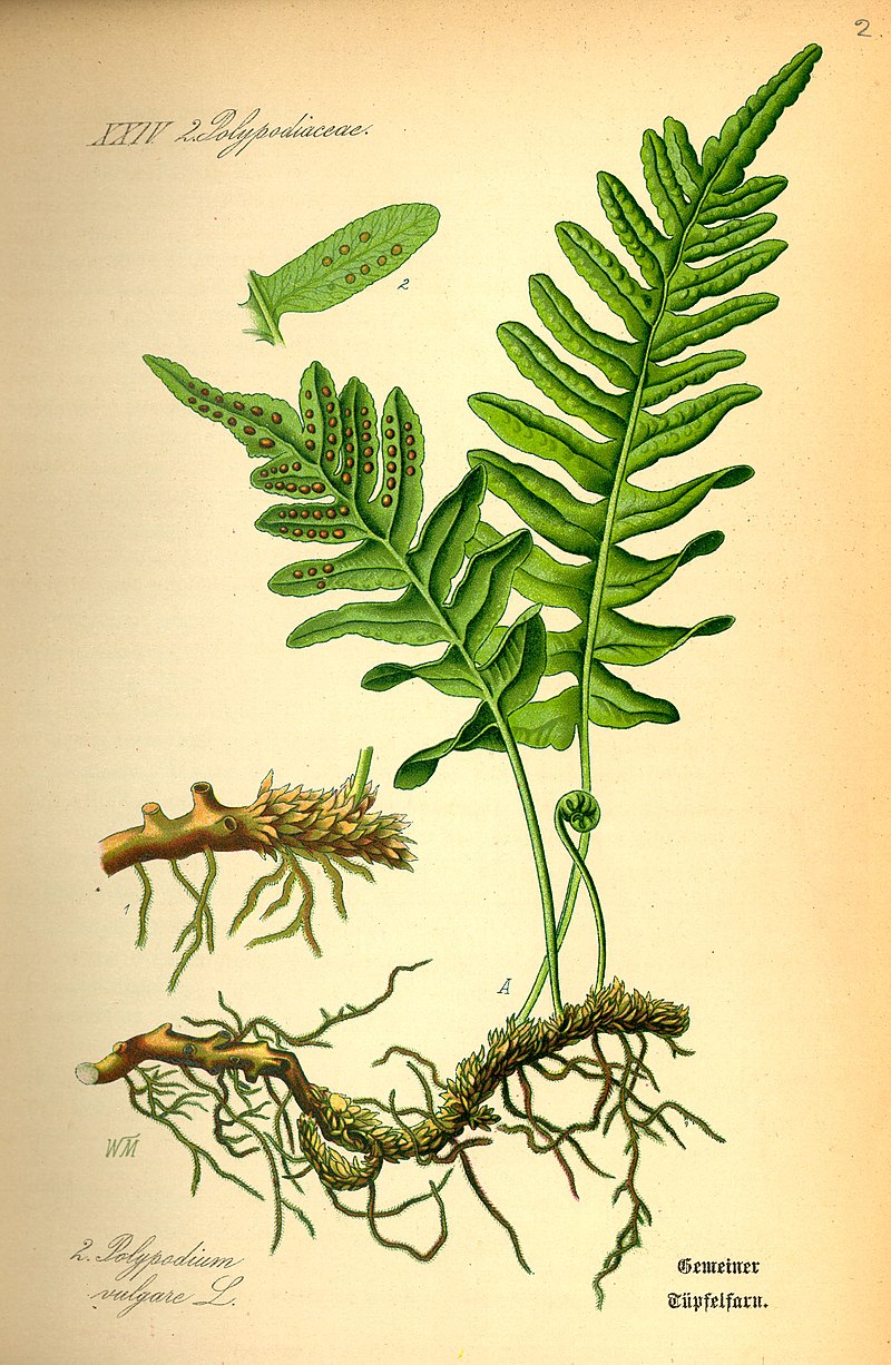 800px-Illustration Polypodium vulgare0