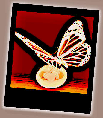 Pierresetpapillons