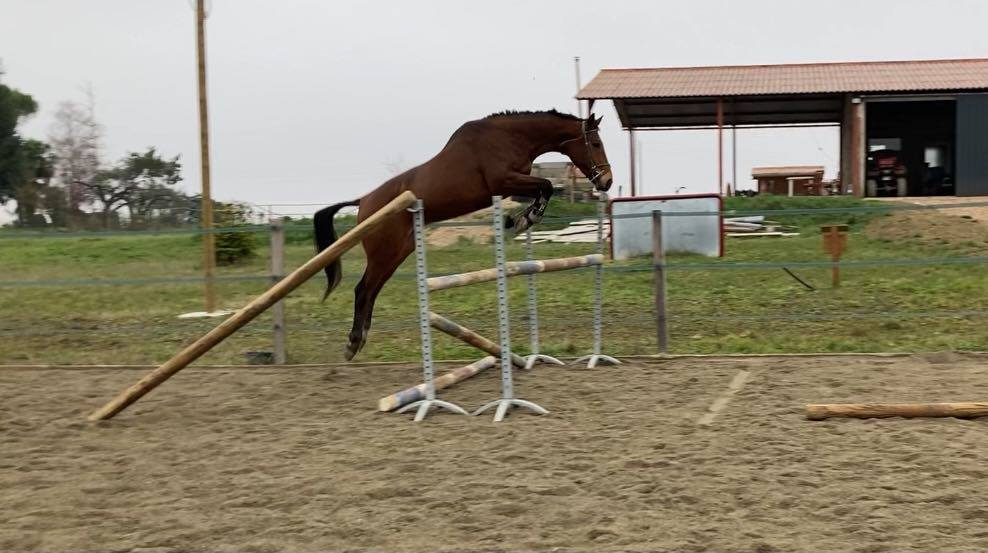 Hop-hop