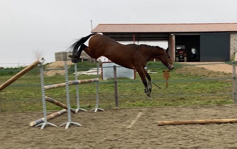 Saut