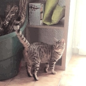 Minette