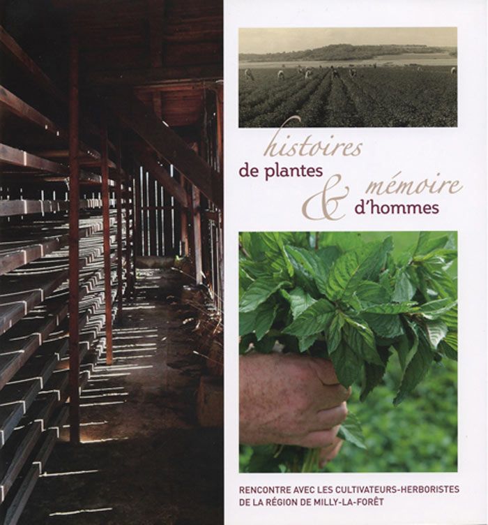 Marche-herboriste-Histoires-PlantesDD