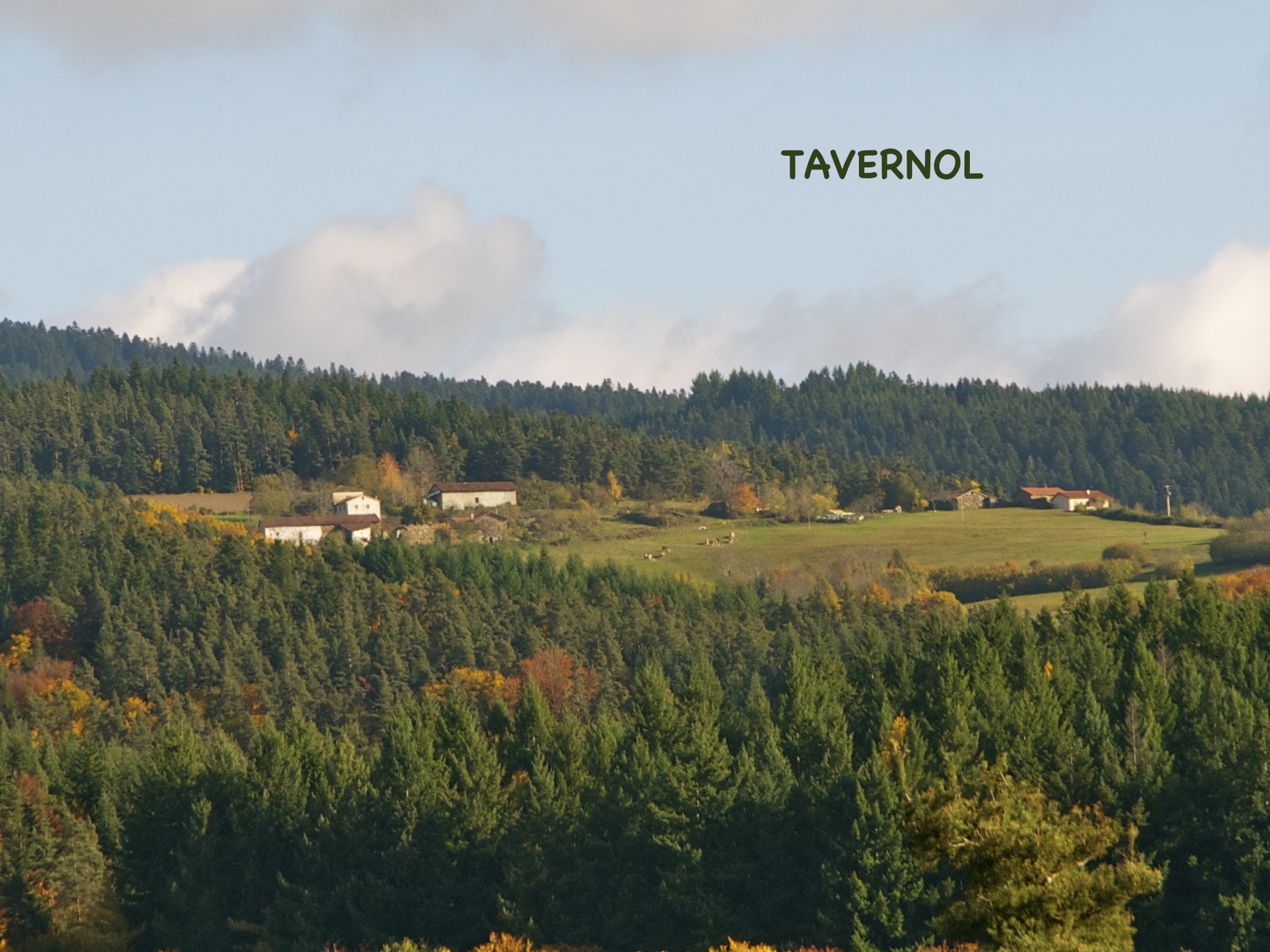 Tavernol