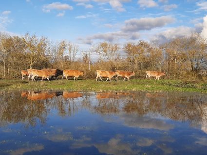 Elevage des vaches maraîchine. Ferme de Dixmerie, Vendée.