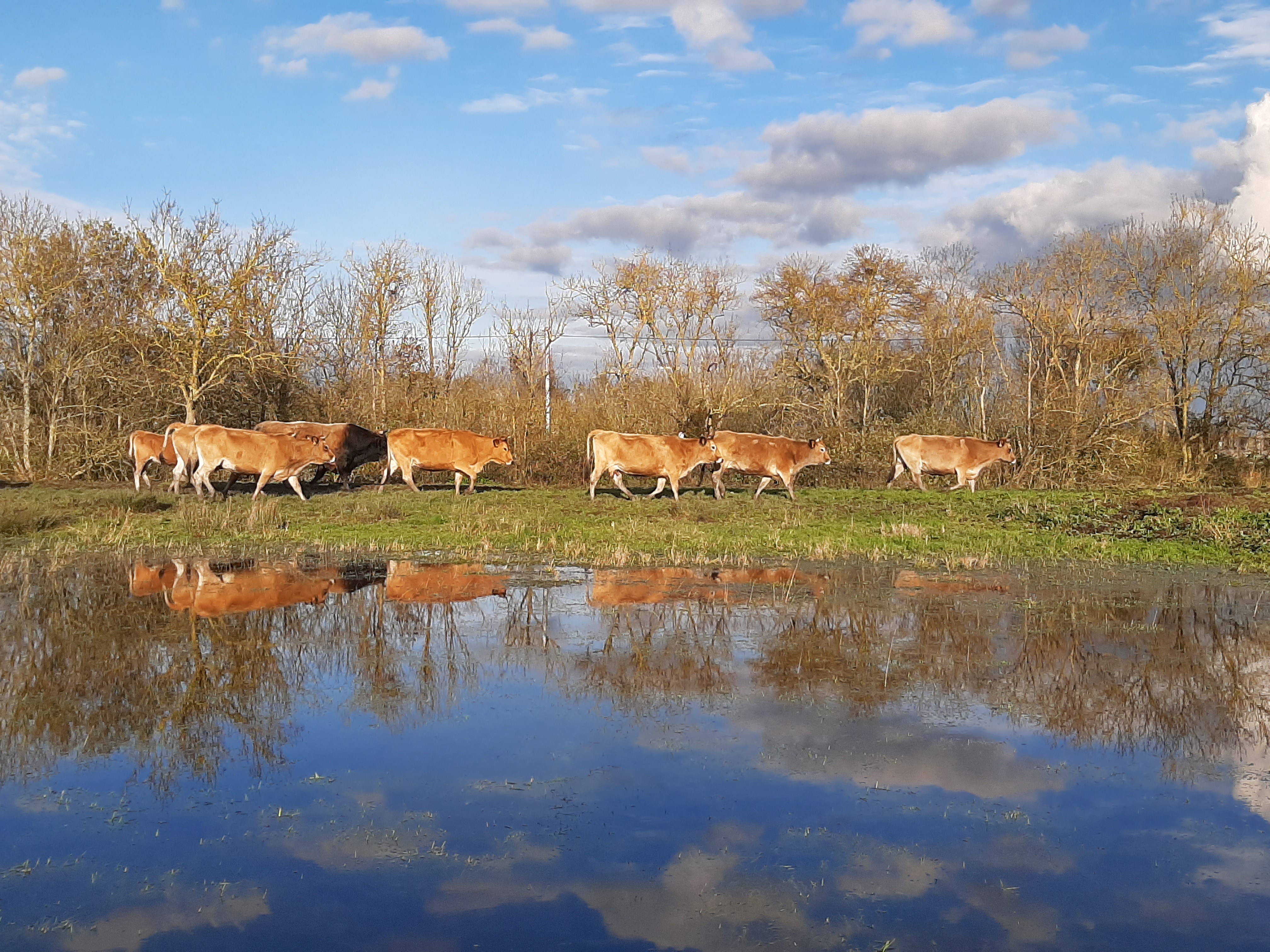 Elevage des vaches maraîchine. Ferme de Dixmerie, Vendée.