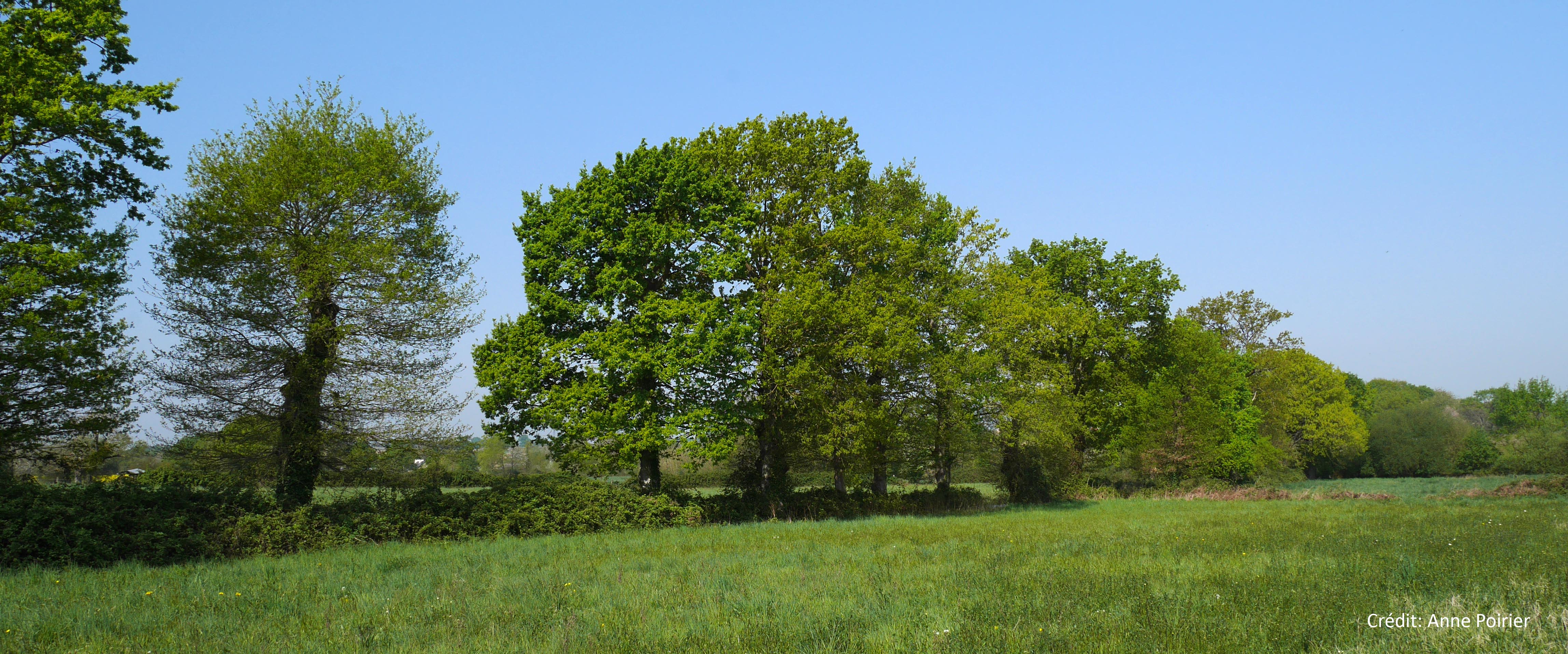 Bocage-Anne-Poirier