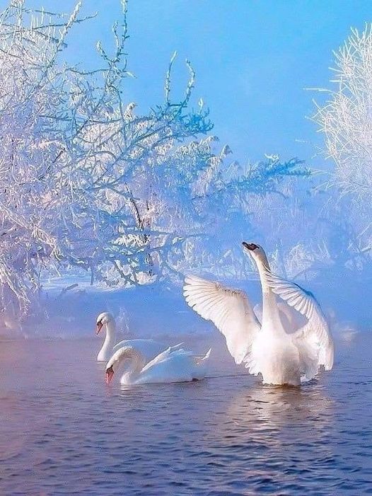 Signes dans l eau hiver blanc