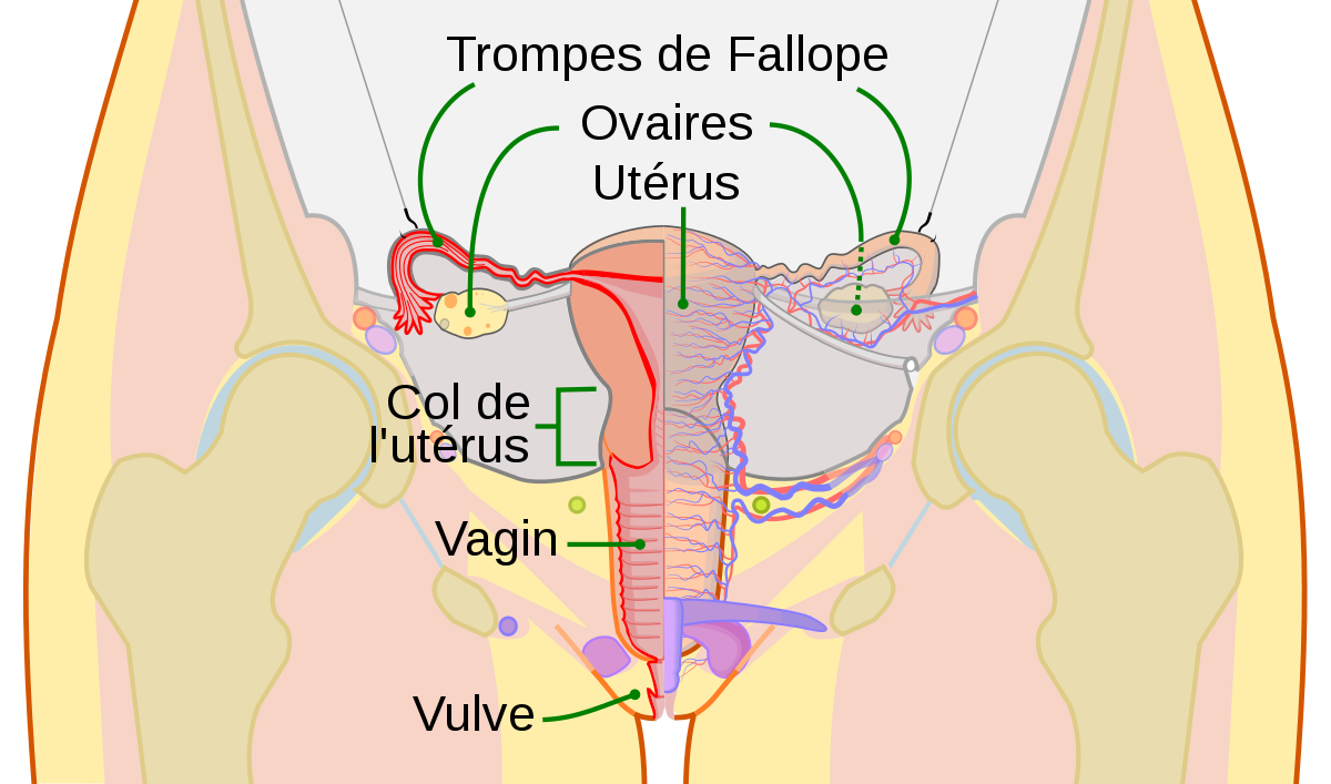 1200px-Scheme female reproductive system-fr-svg