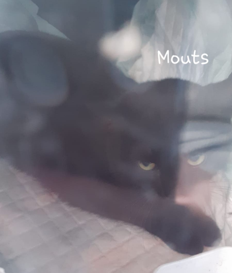Mouts