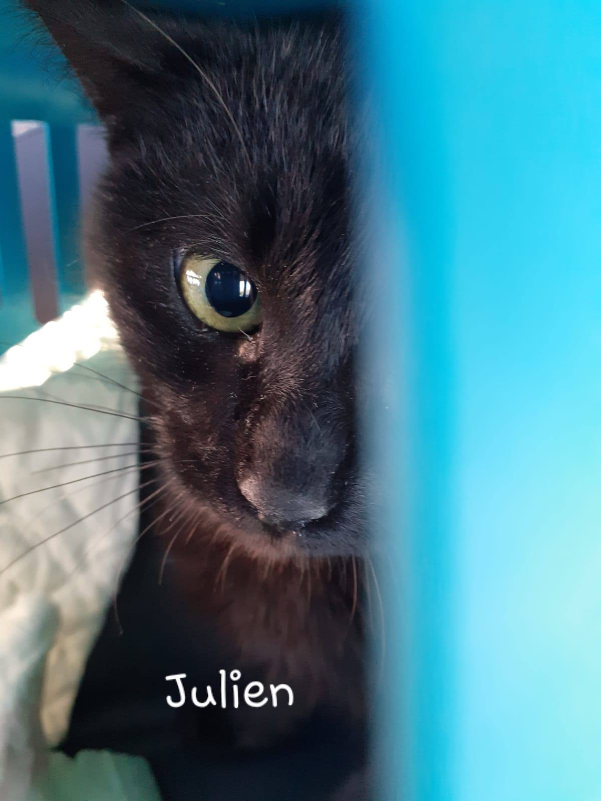 Julien