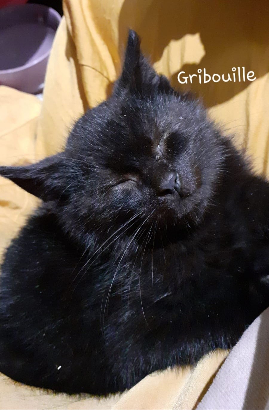 Gribouille