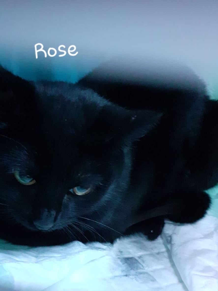 Rose