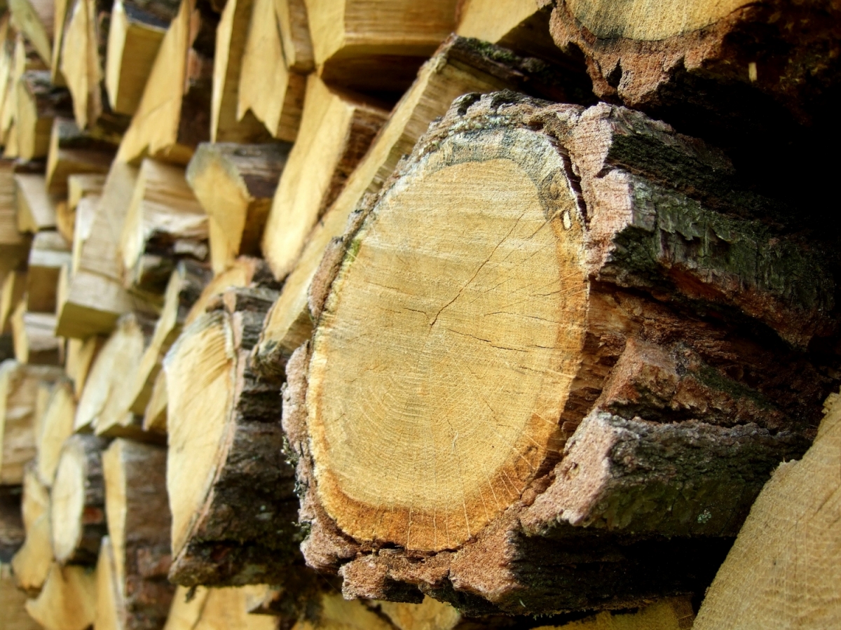 Wood grain