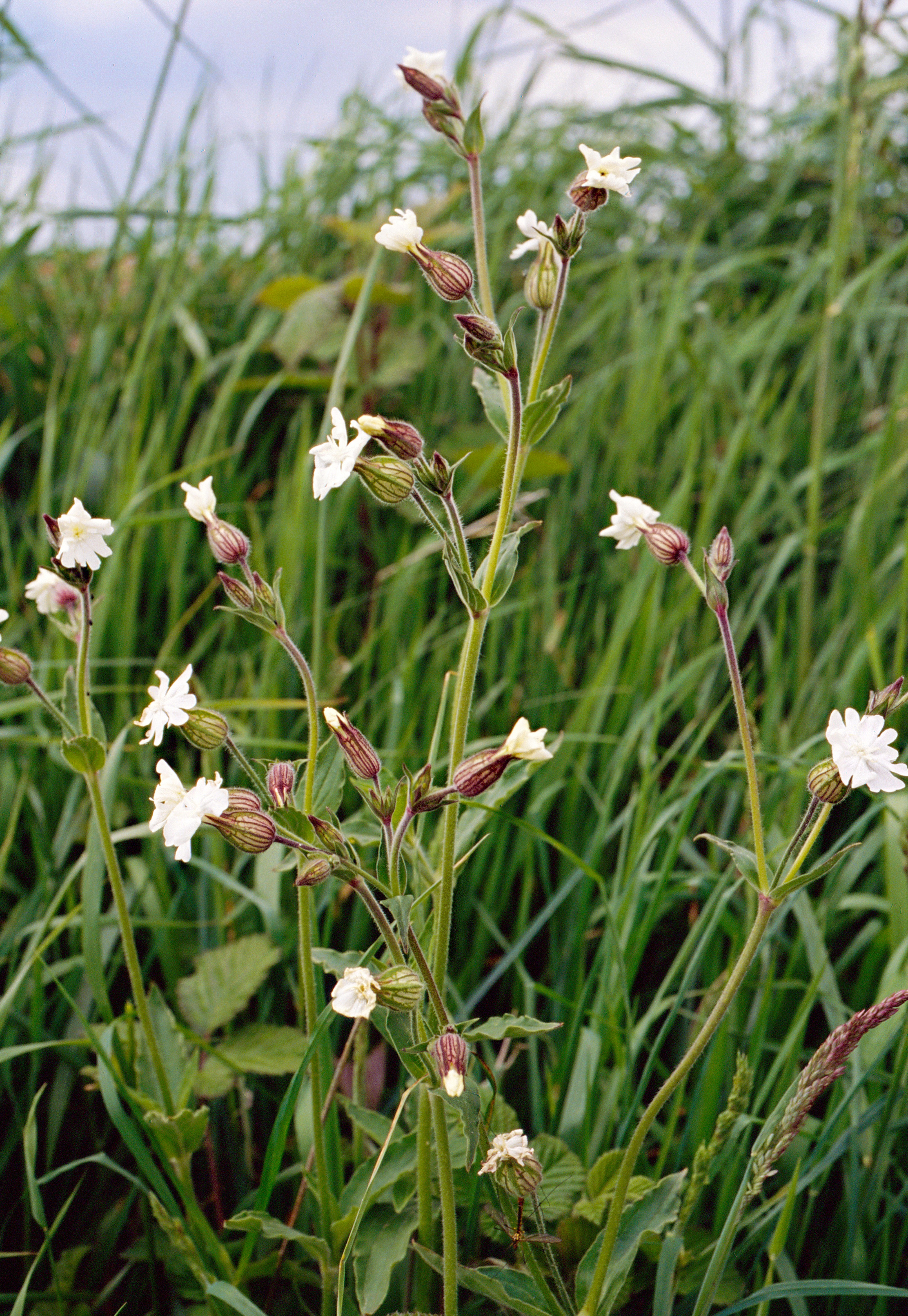 Silene-dioique-blanc-Coucou-blanc-web