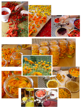 Calendula