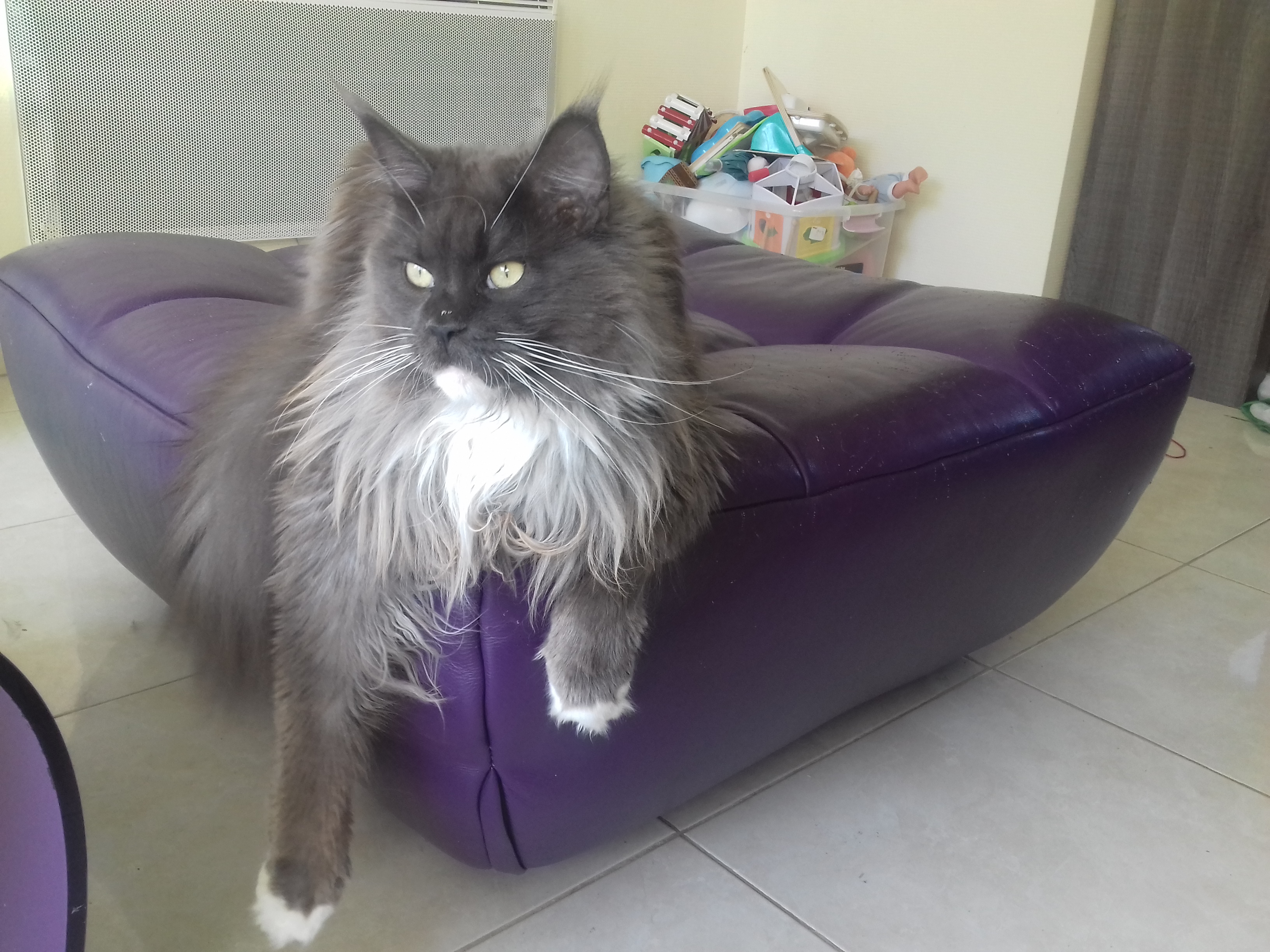 Myrtille