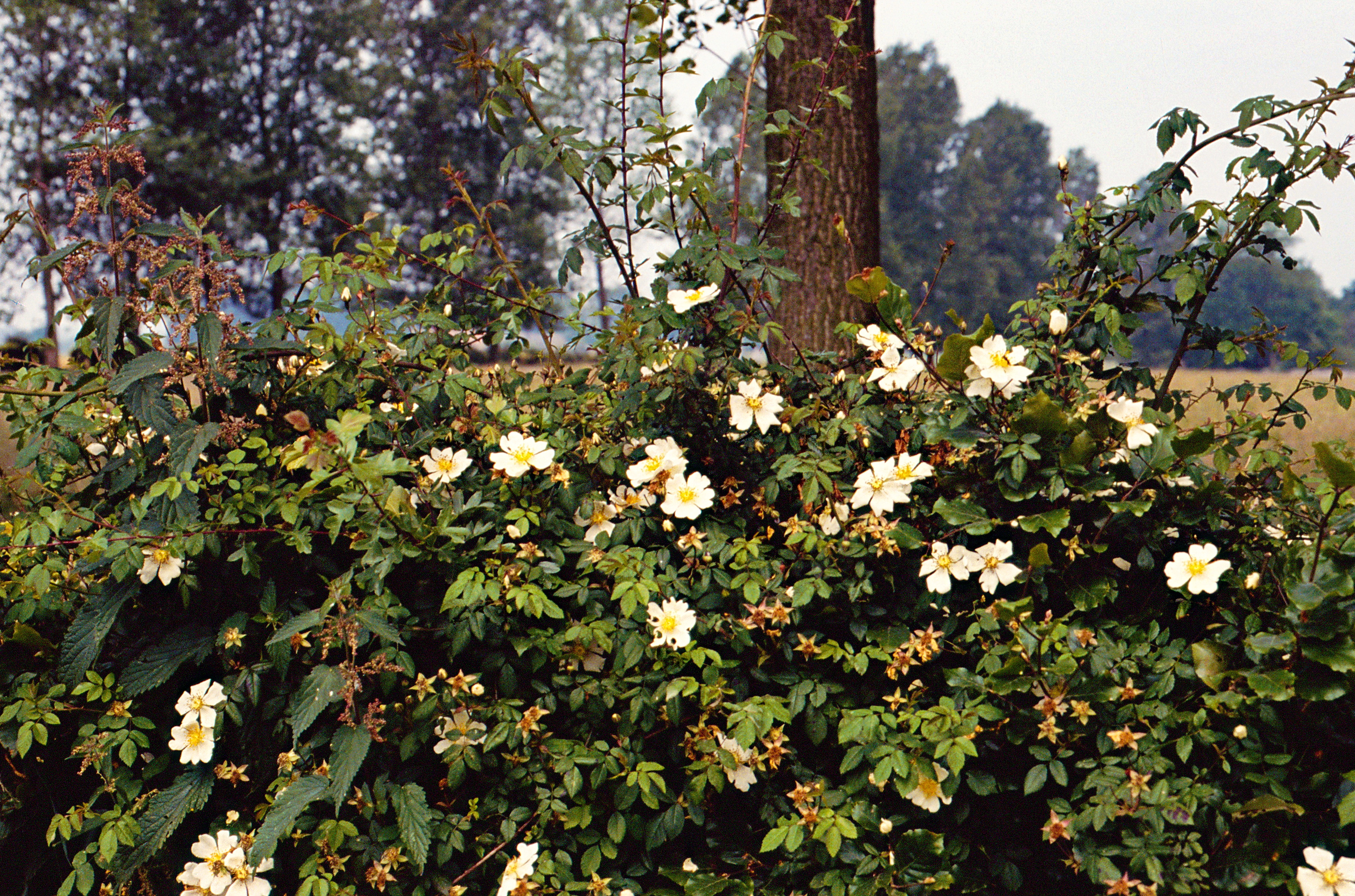 Eglantier-des-champs-Rosa-arvensis-web