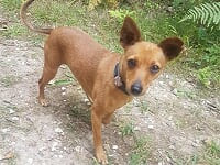 Comment redonner à son chien de compagnie un rôle de chien d'utilité ? 