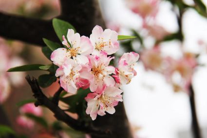 Cherry blossom 1711024