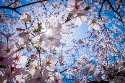 Cherry blossoms 1716763 1920