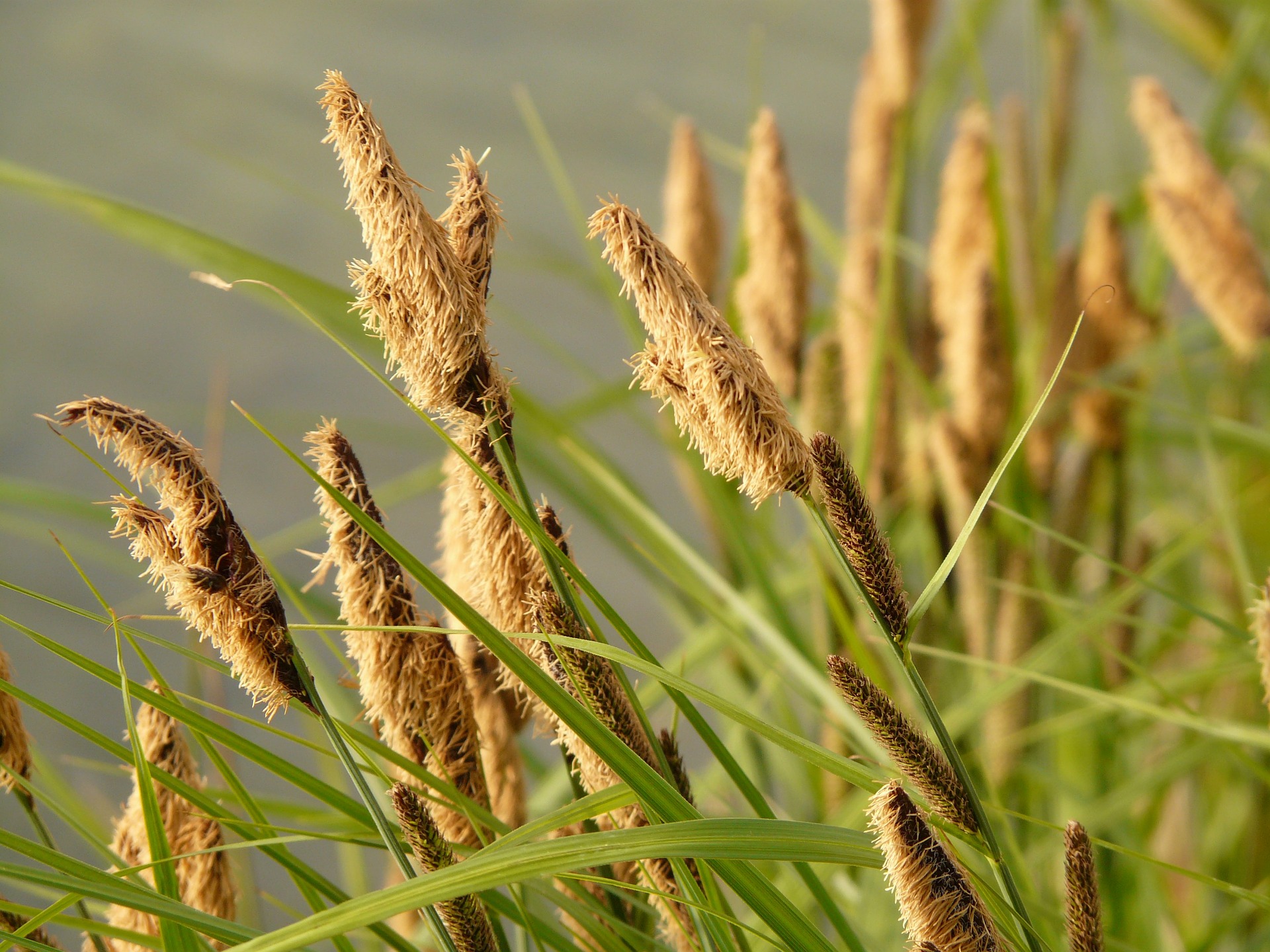 Carex acutiformis