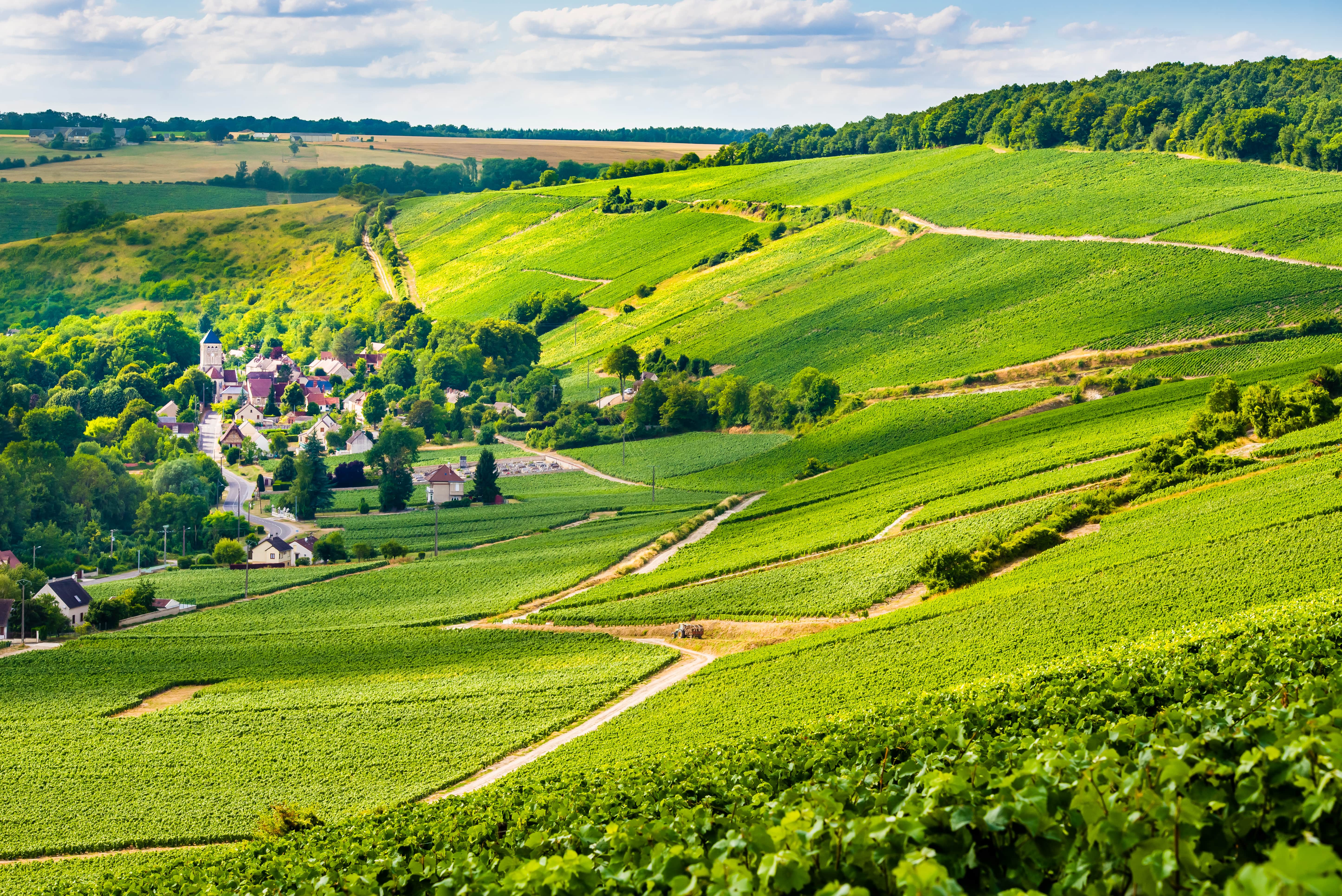 Randonnee-dans-le-Vignoble-Champagne-min