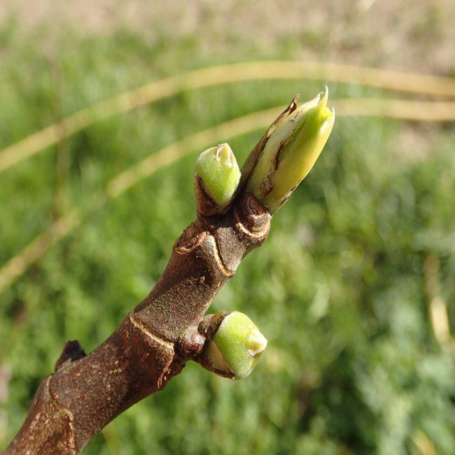 LE MACERAT DE FIGUIER