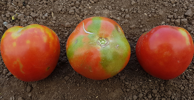 Tomatobrown1-102635