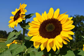 Tournesol
