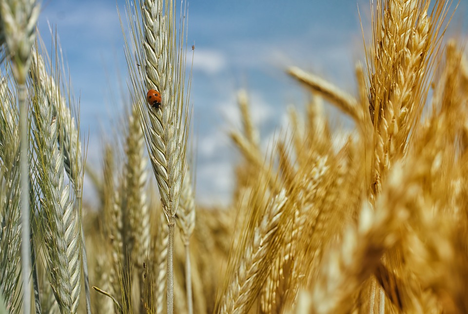Cuidados para el cultivo del cereal
