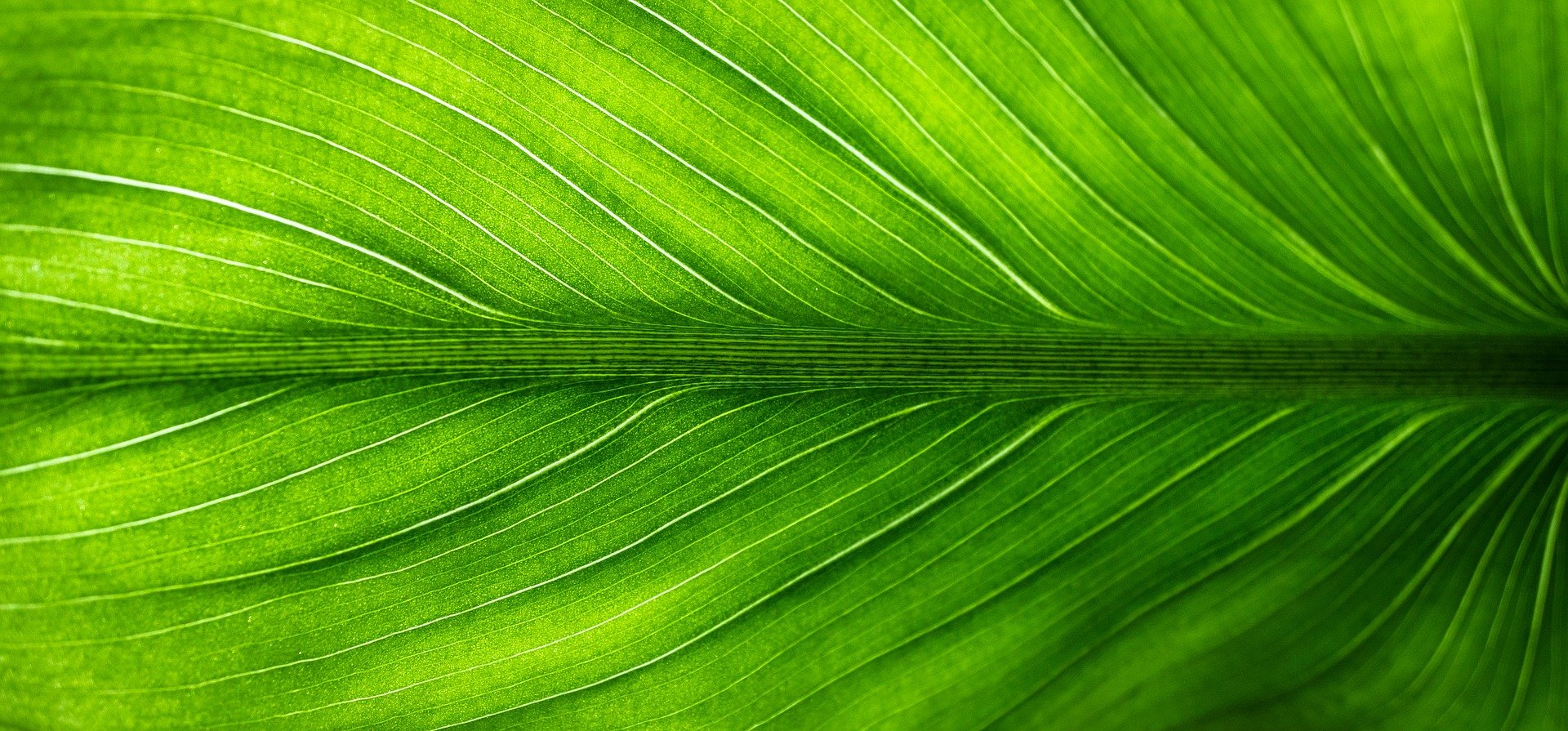 Leaf-2210973 1920