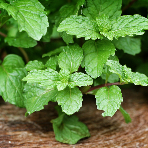 L'huile essentielle de Menthe poivrée