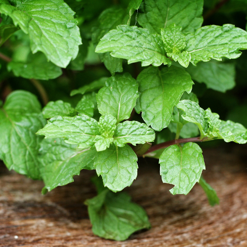 Menthe poivree image blog 